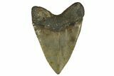 Serrated, Fossil Megalodon Tooth - North Carolina #308586-2